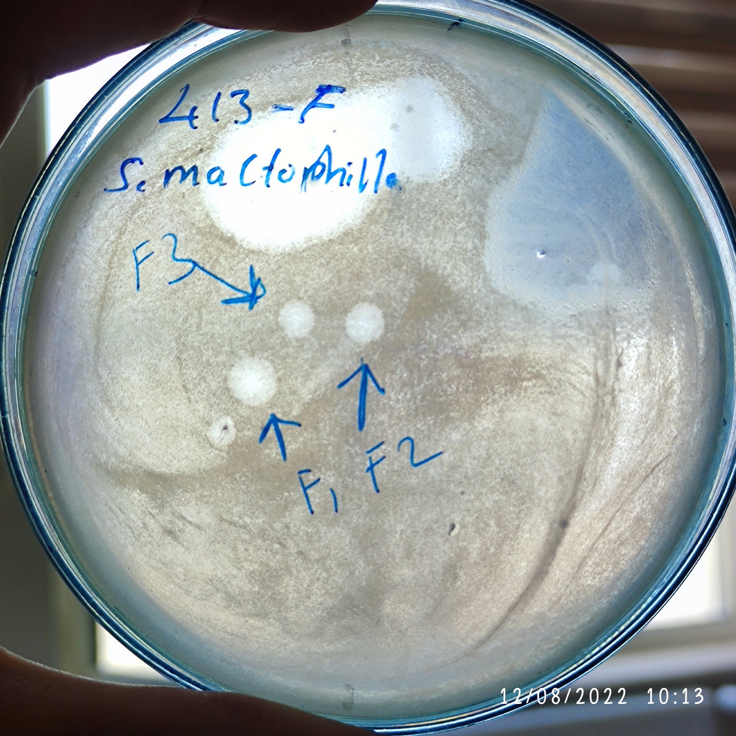 Stenotrophomonas maltophilia bacteriophage 200413F