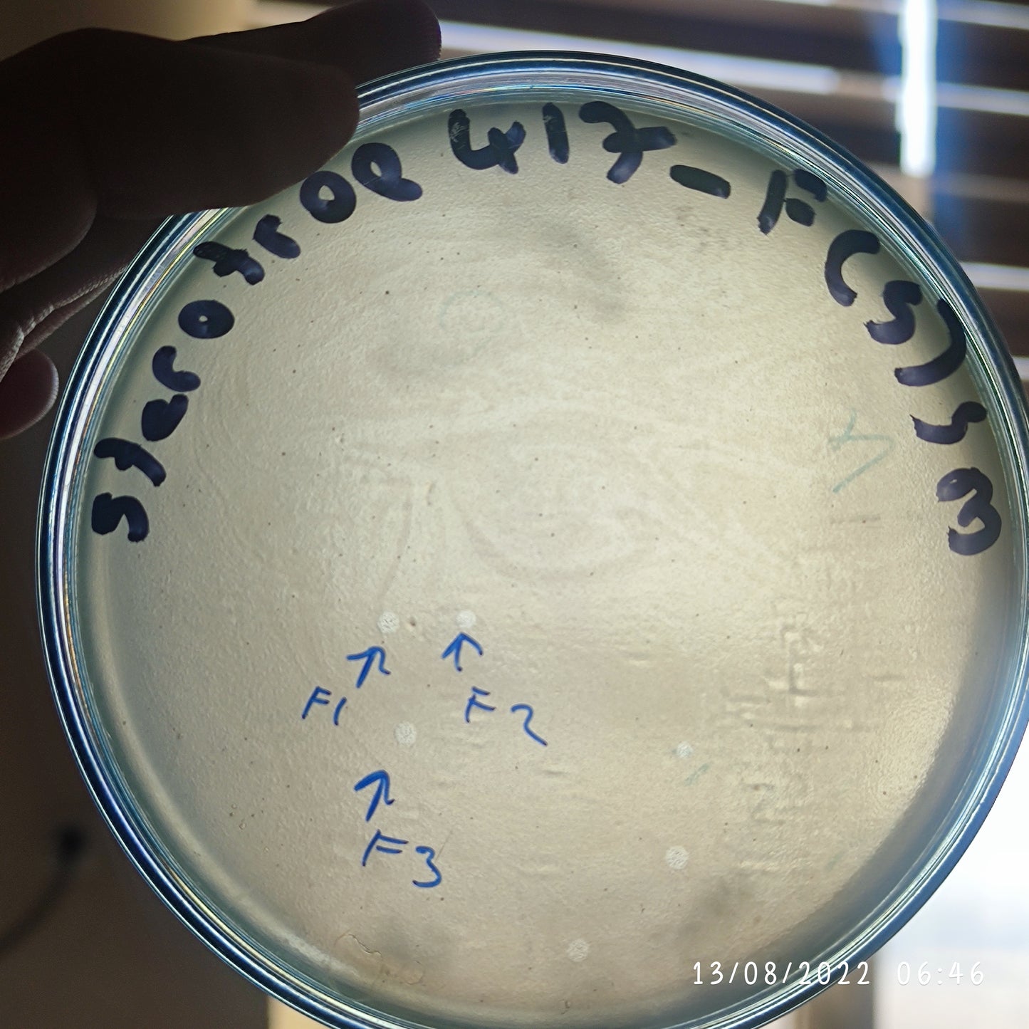 Stenotrophomonas maltophilia bacteriophage 200417F
