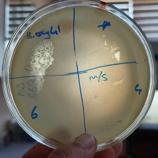 Klebsiella oxytoca bacteriophage 188041D