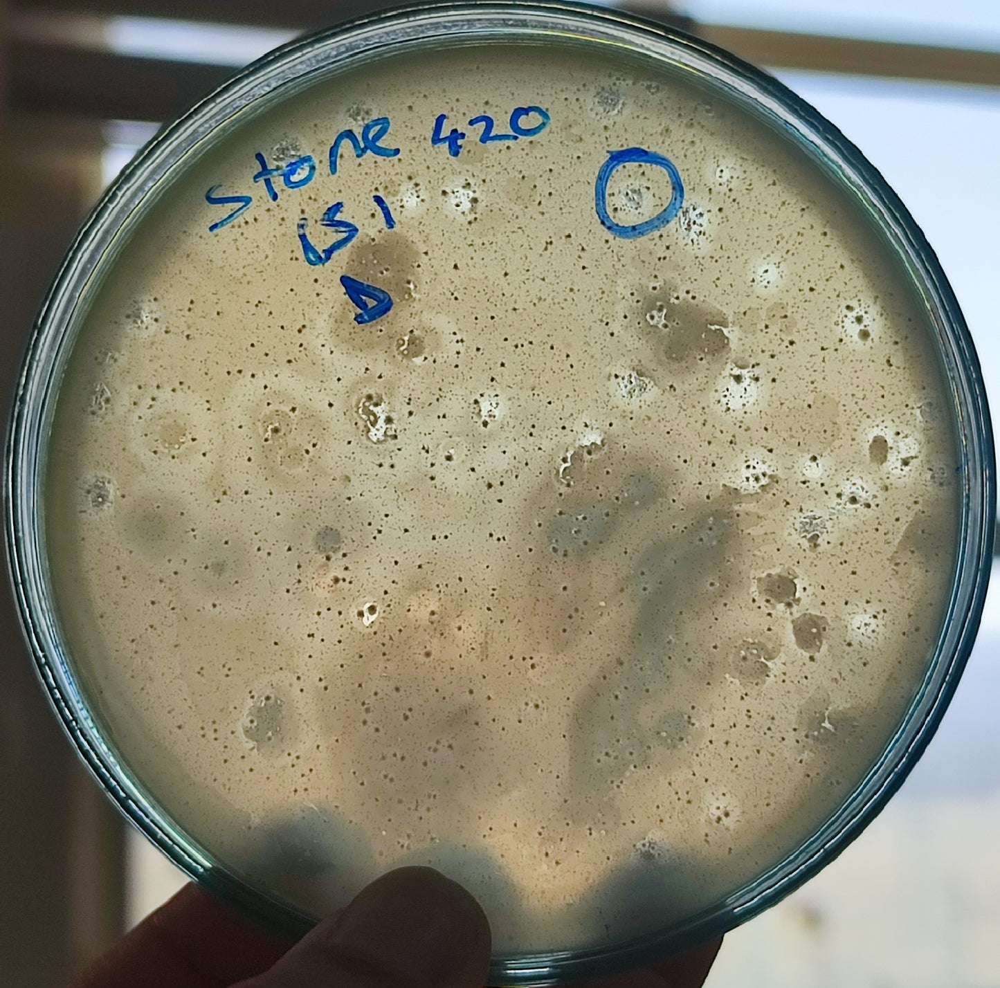 Stenotrophomonas maltophilia bacteriophage 200420D