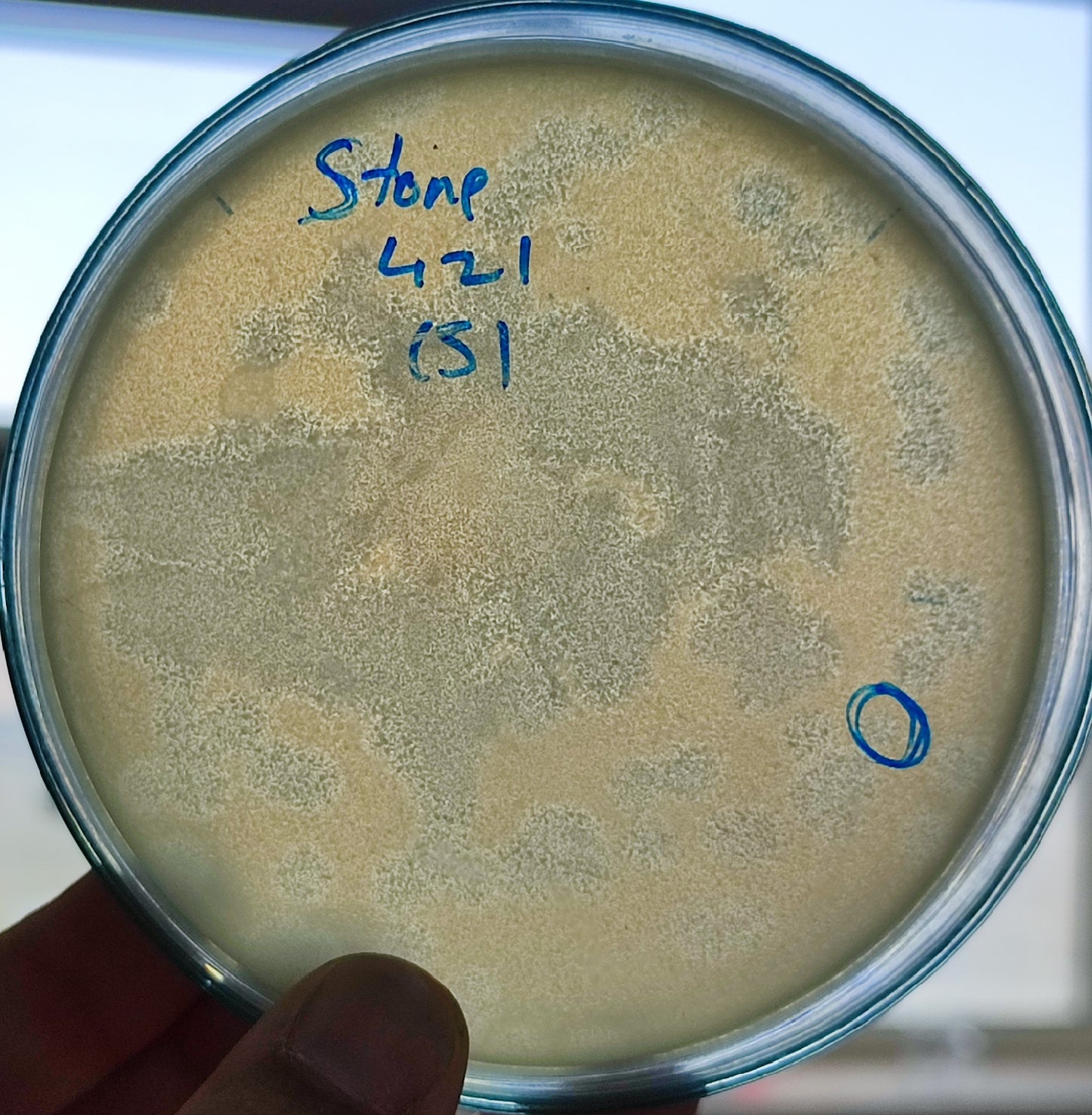 Stenotrophomonas maltophilia bacteriophage 200421D