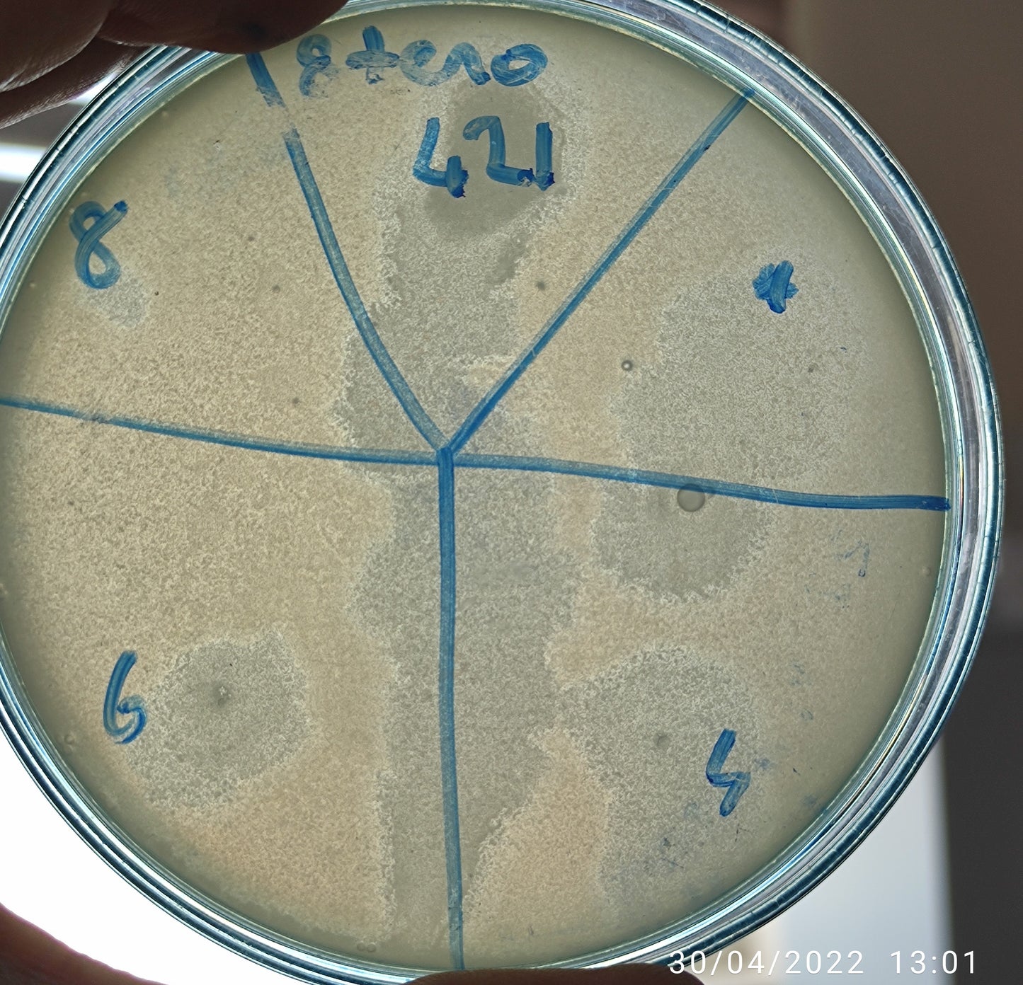 Stenotrophomonas maltophilia bacteriophage 200421D