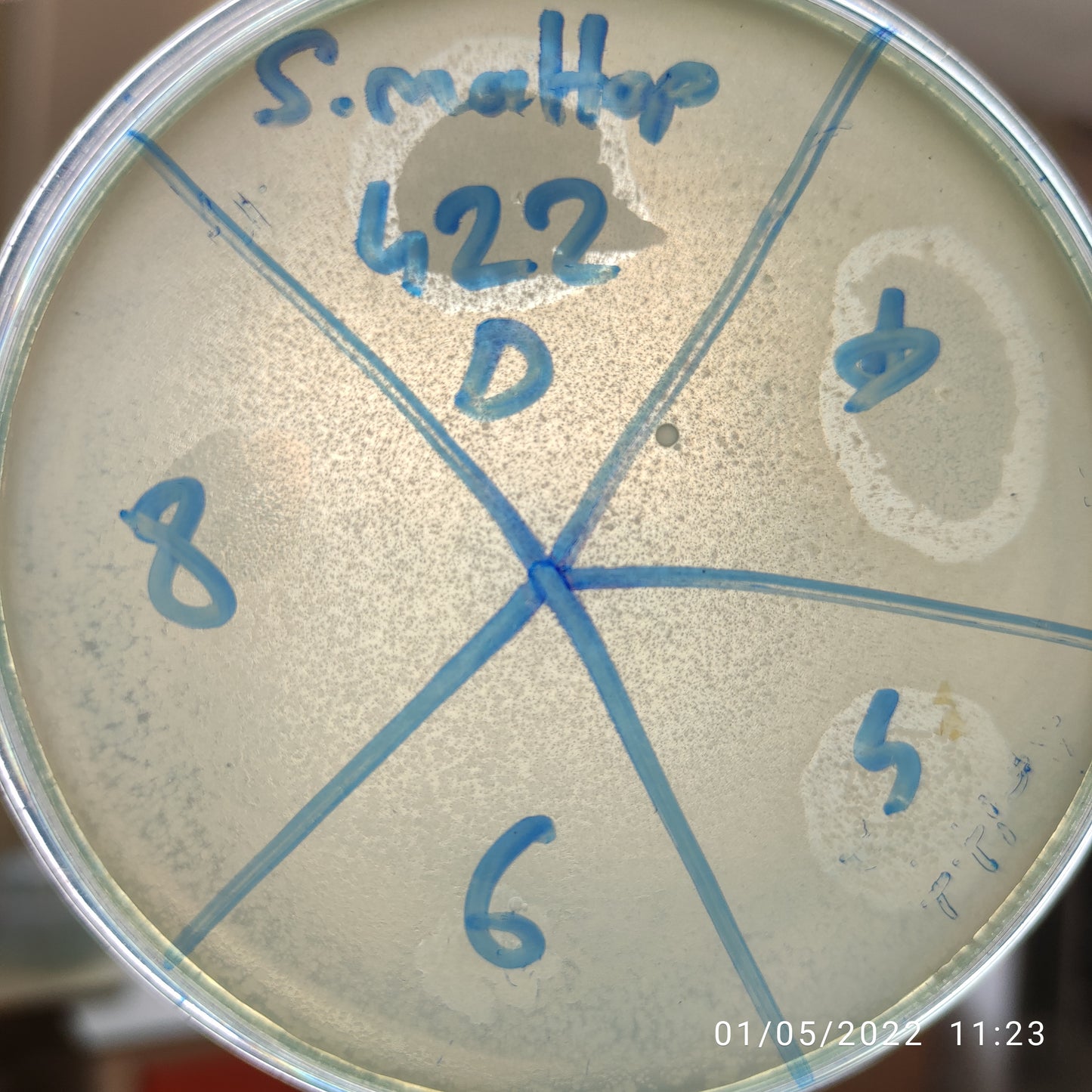 Stenotrophomonas maltophilia bacteriophage 200422D