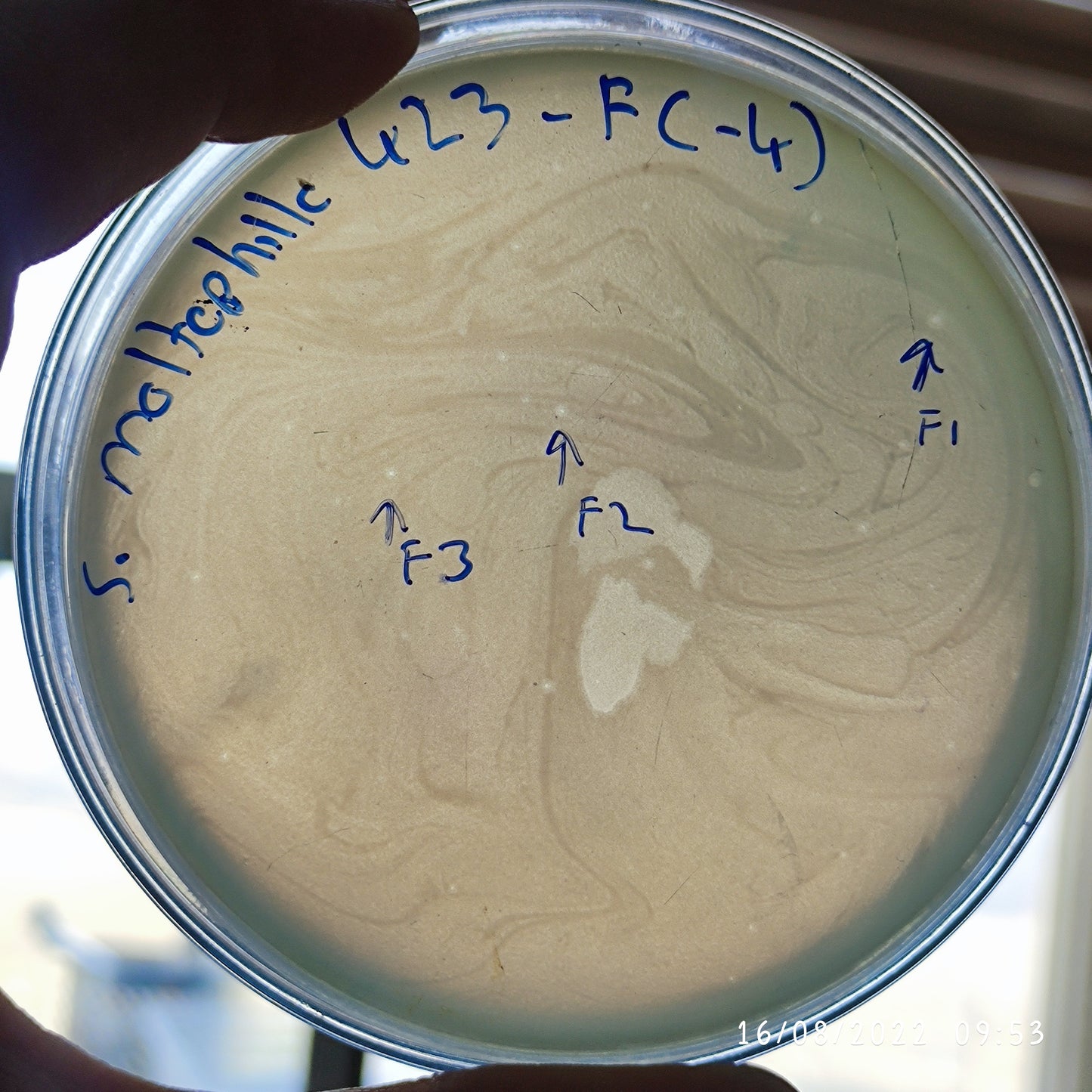 Stenotrophomonas maltophilia bacteriophage 200423F