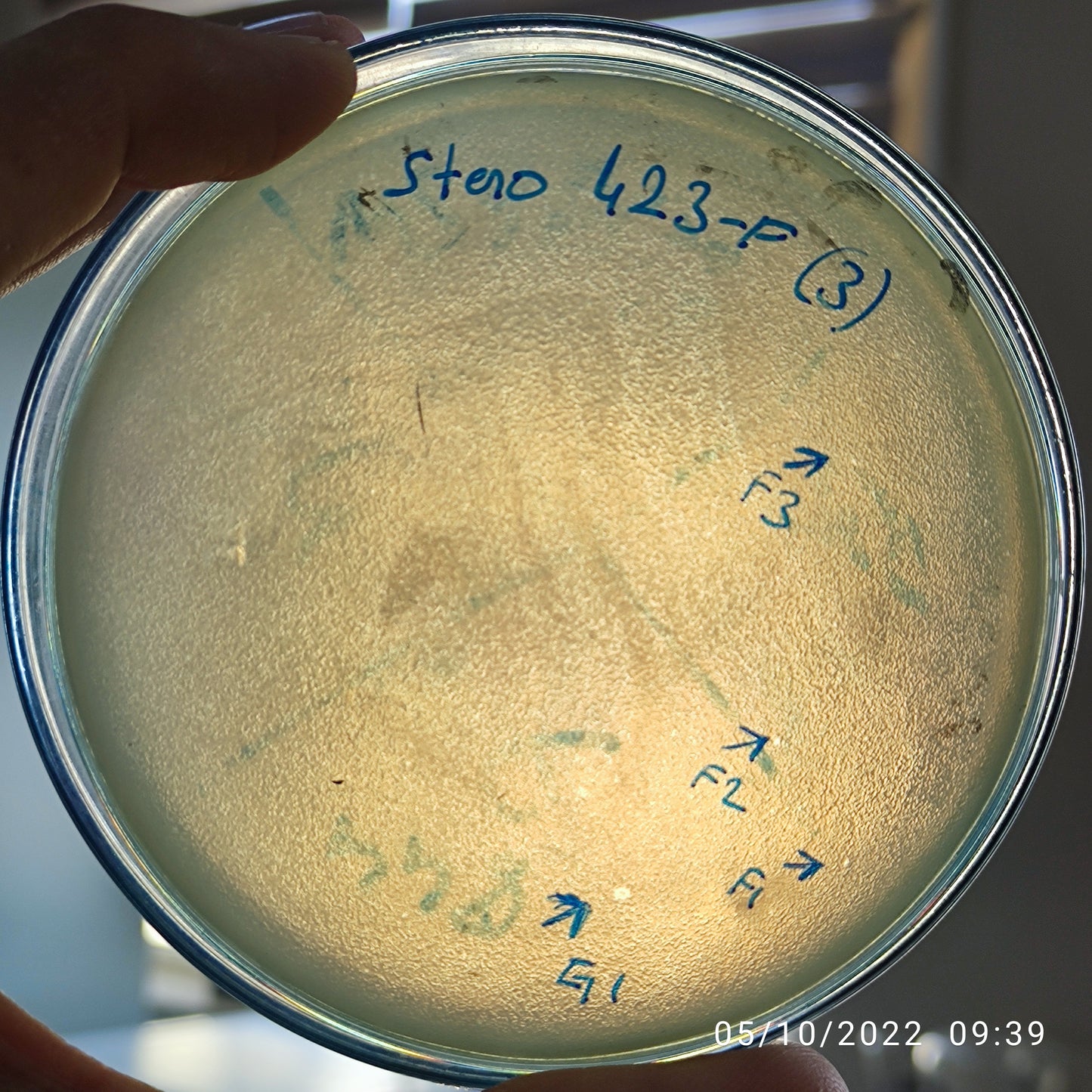 Stenotrophomonas maltophilia bacteriophage 200423G