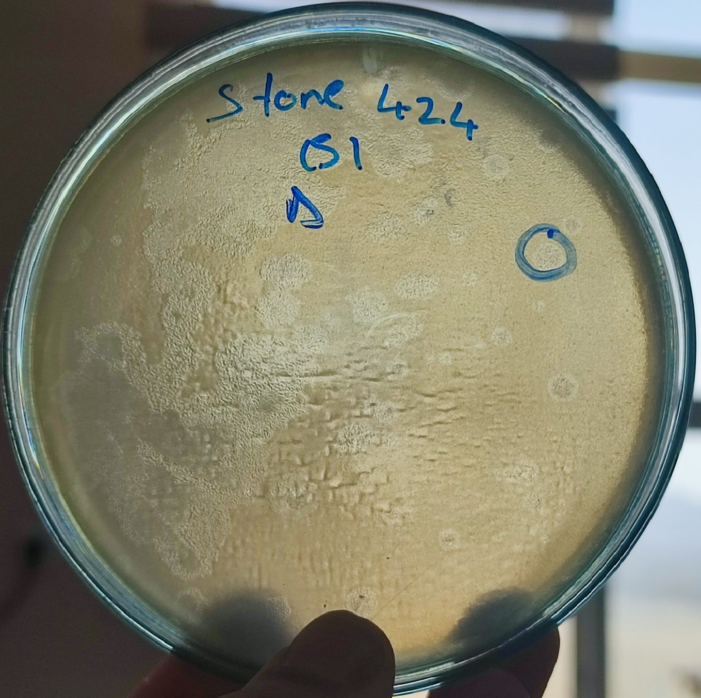 Stenotrophomonas maltophilia bacteriophage 200424D
