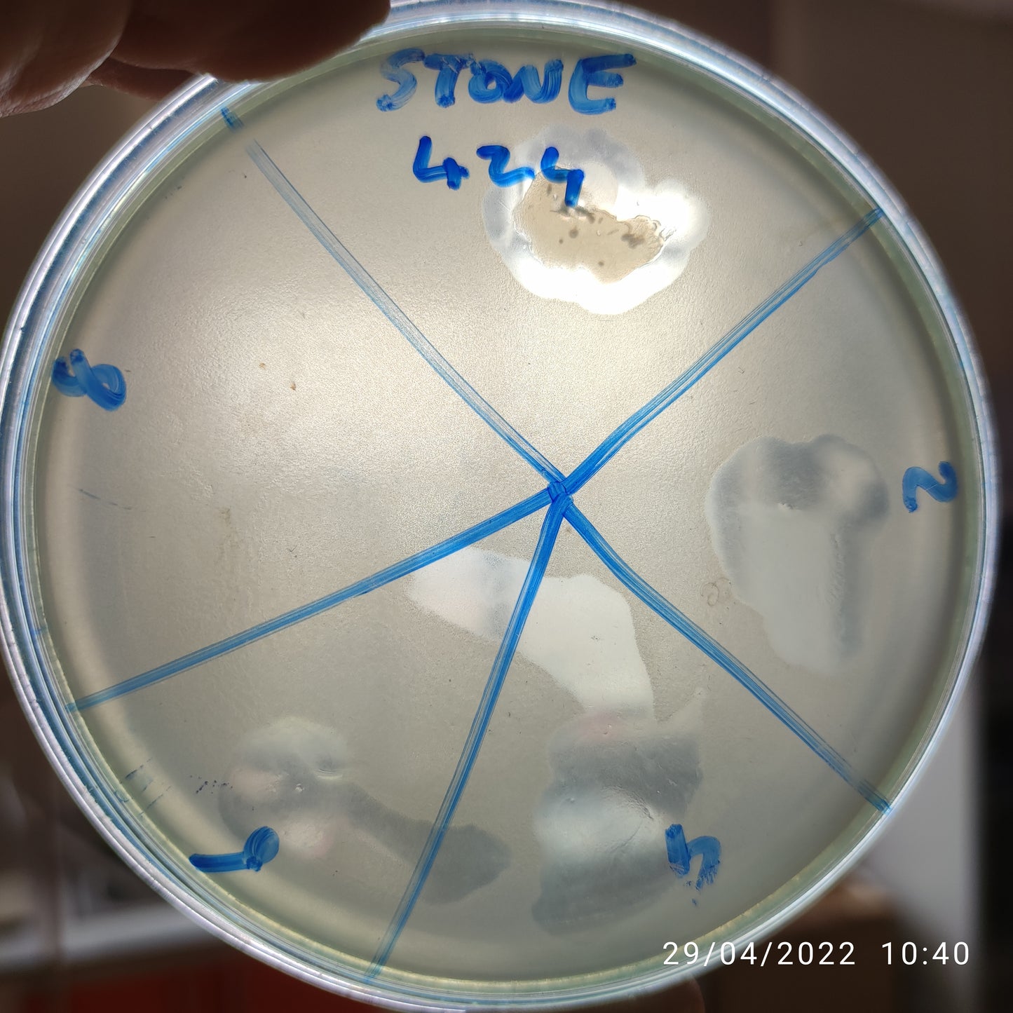 Stenotrophomonas maltophilia bacteriophage 200424D
