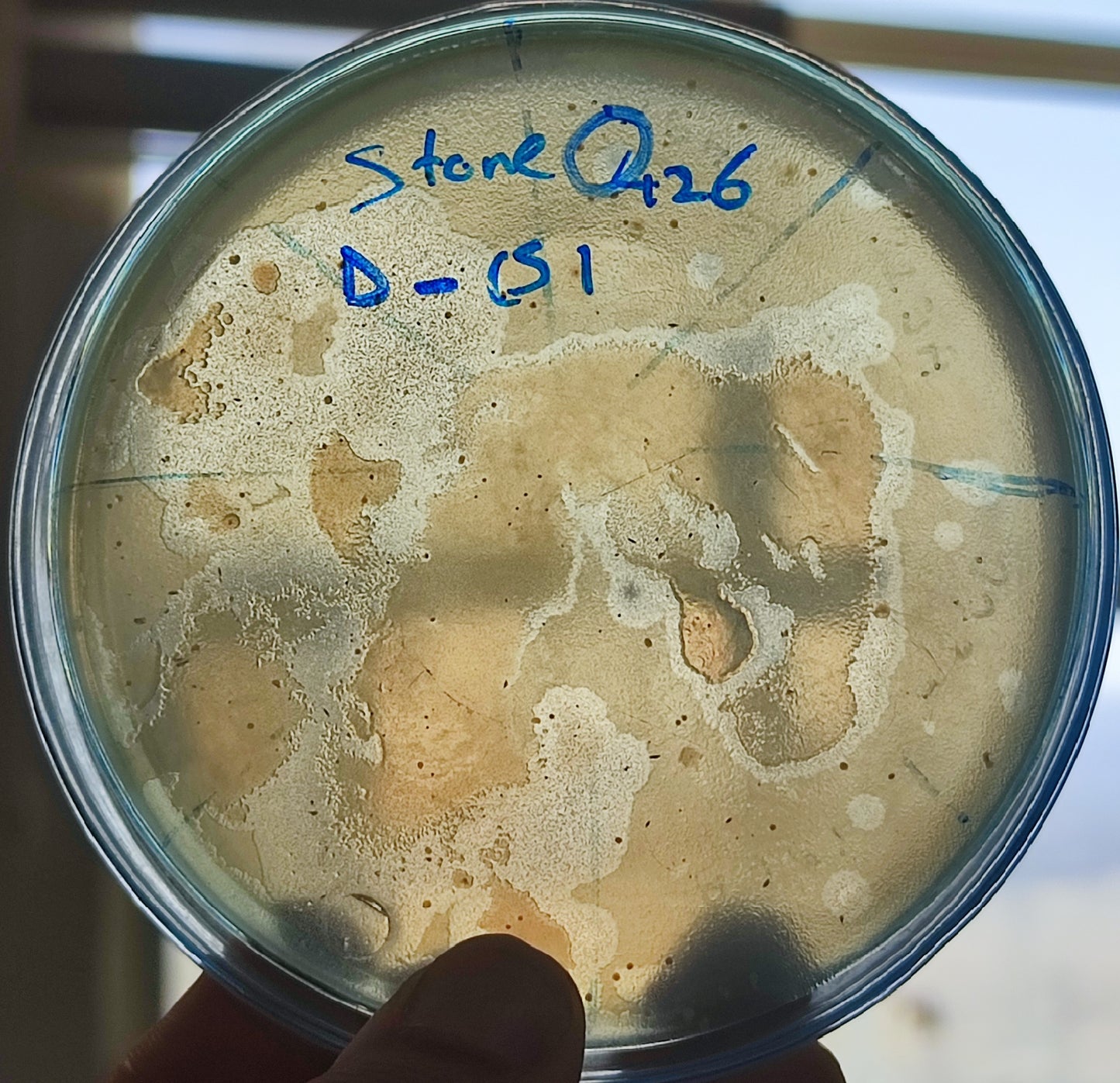 Stenotrophomonas maltophilia bacteriophage 200426D