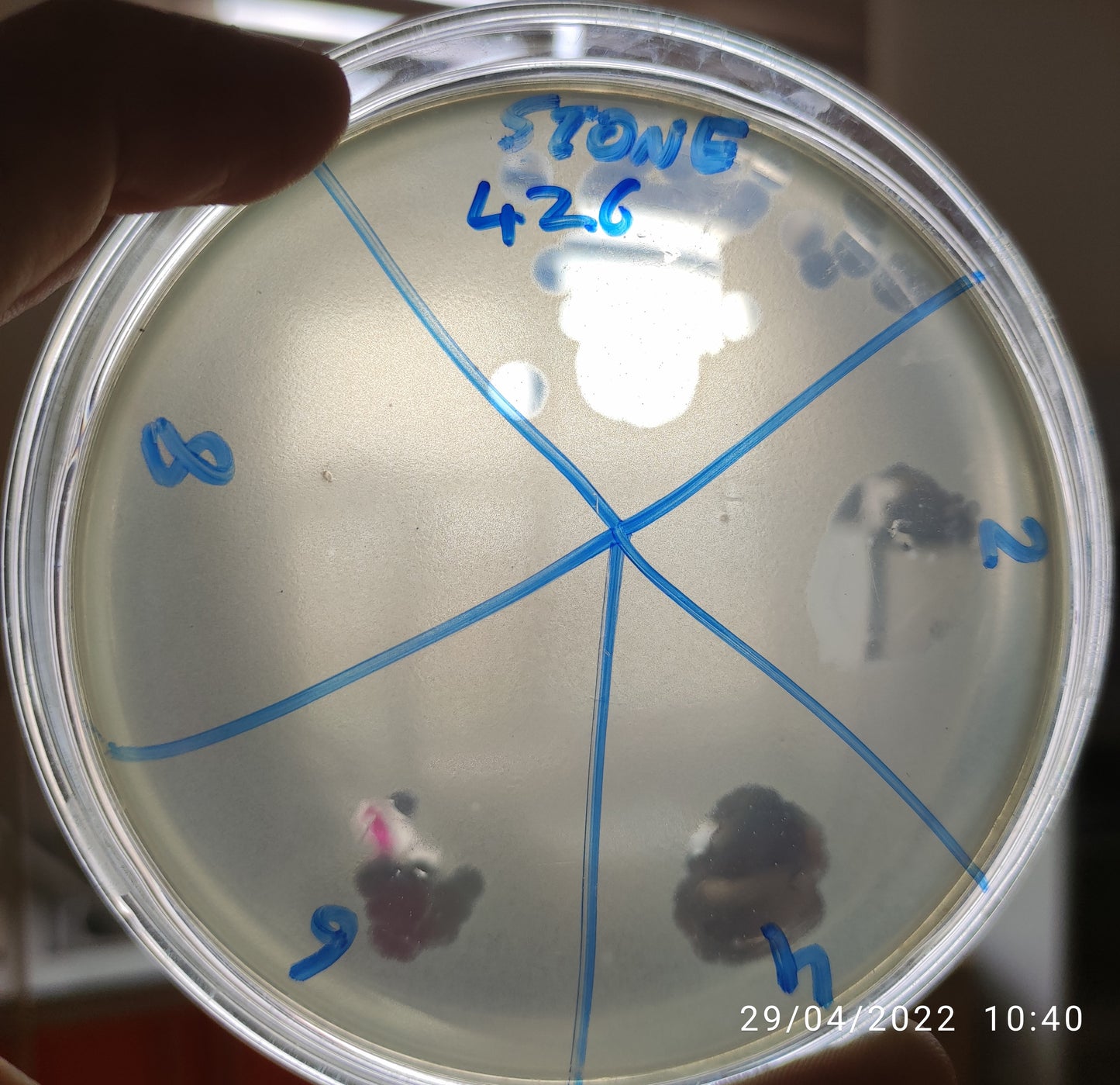 Stenotrophomonas maltophilia bacteriophage 200426D