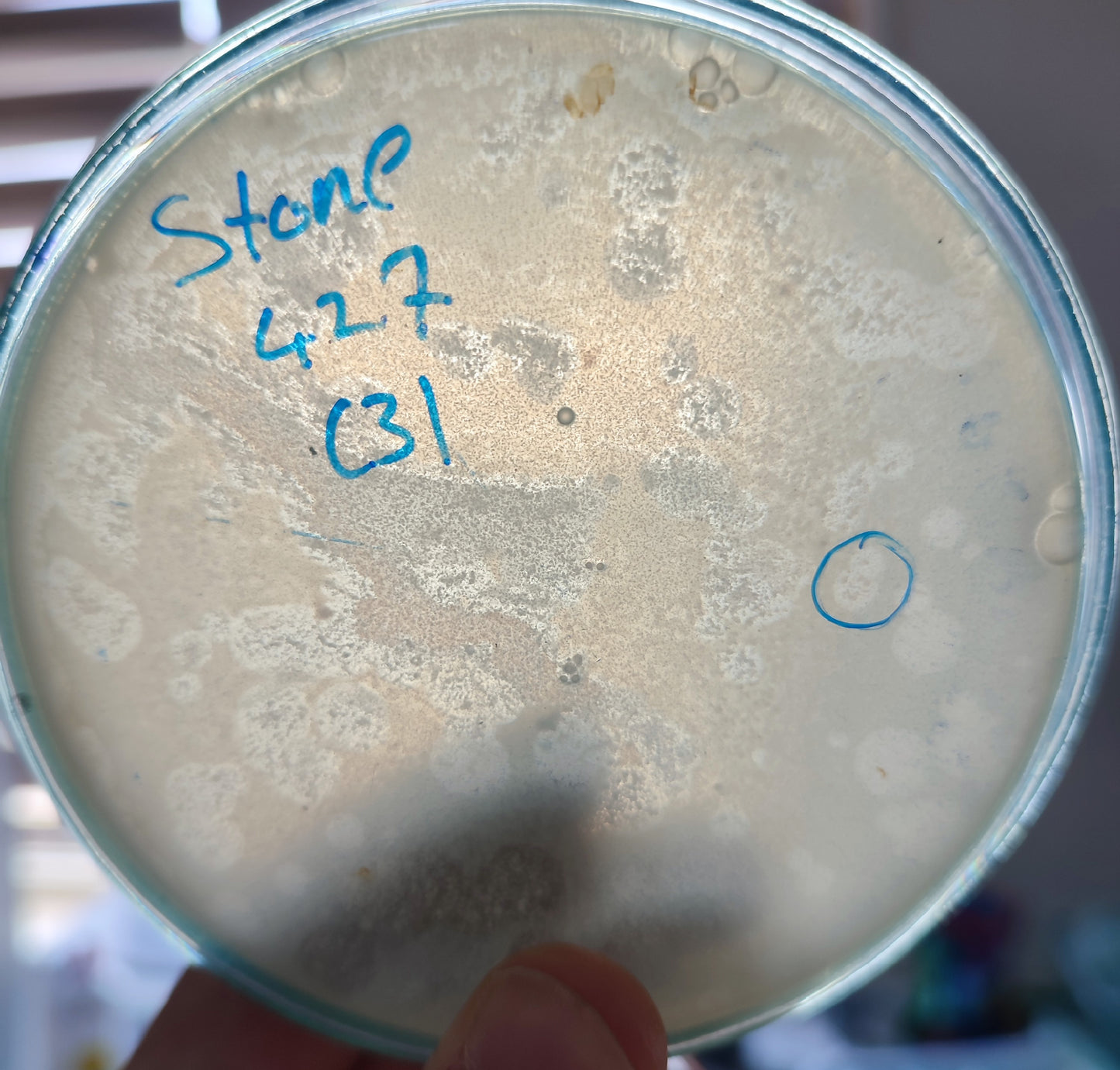 Stenotrophomonas maltophilia bacteriophage 200427D