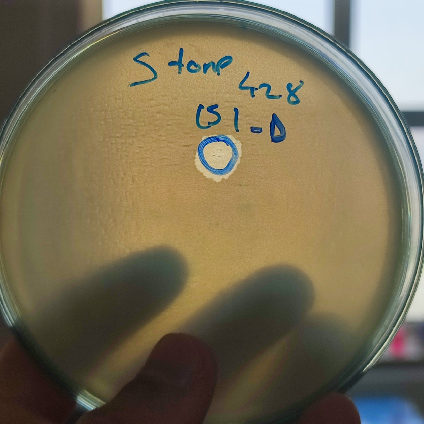 Stenotrophomonas maltophilia bacteriophage 200428D