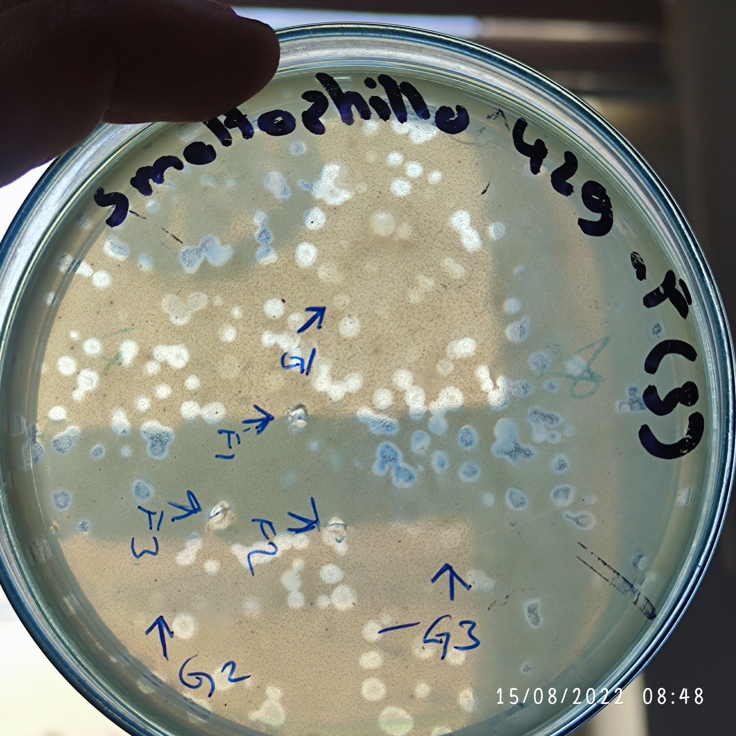 Stenotrophomonas maltophilia bacteriophage 200429G