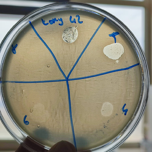 Klebsiella oxytoca bacteriophage 188042D