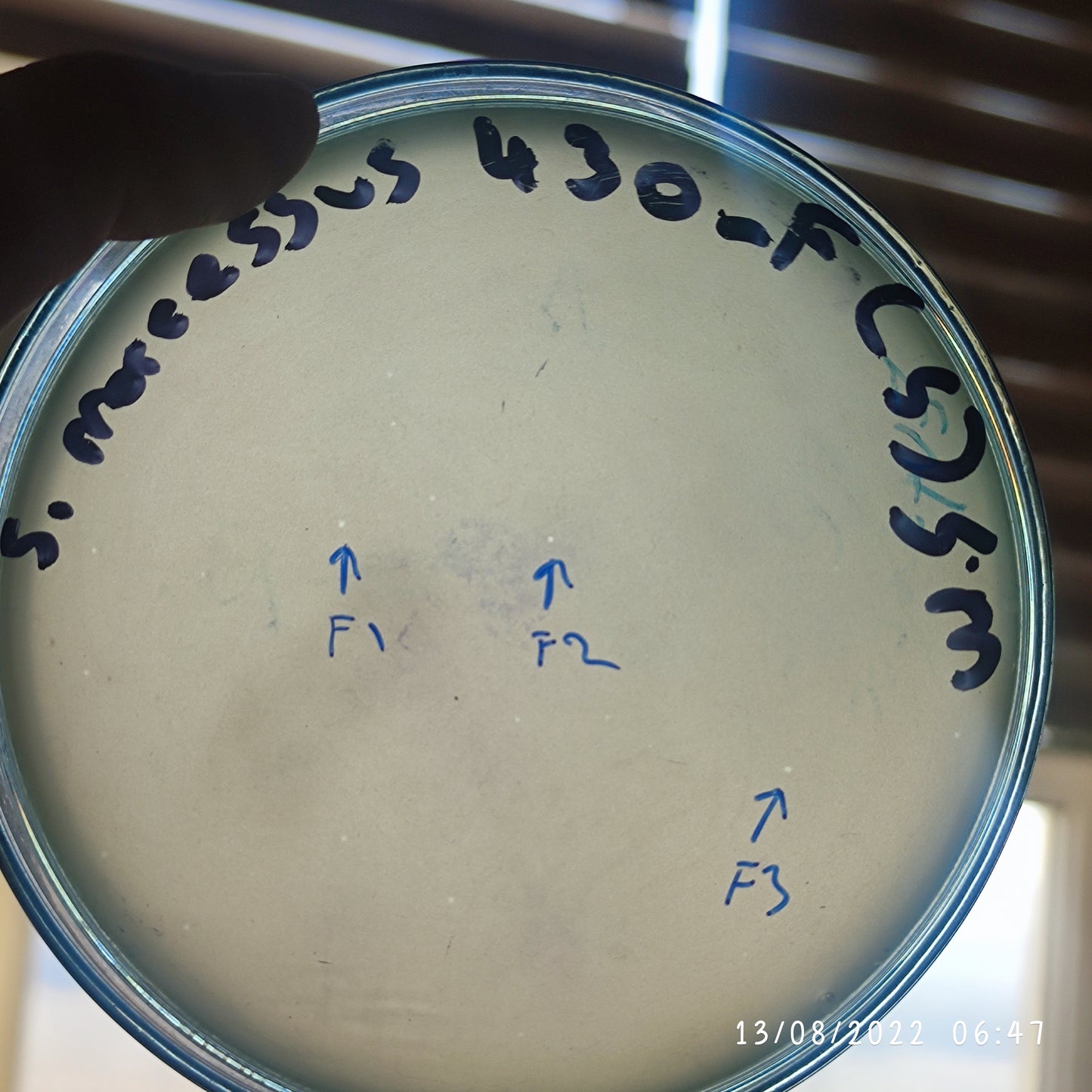 Serratia marcescens bacteriophage 200430F