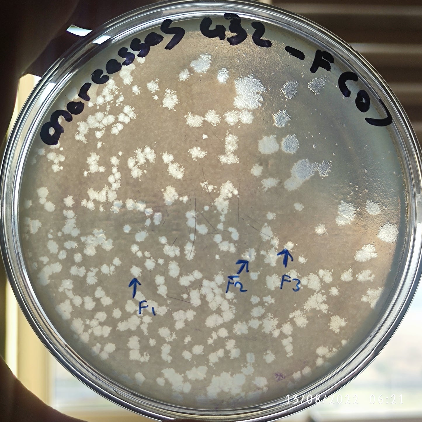 Serratia marcescens bacteriophage 200432F