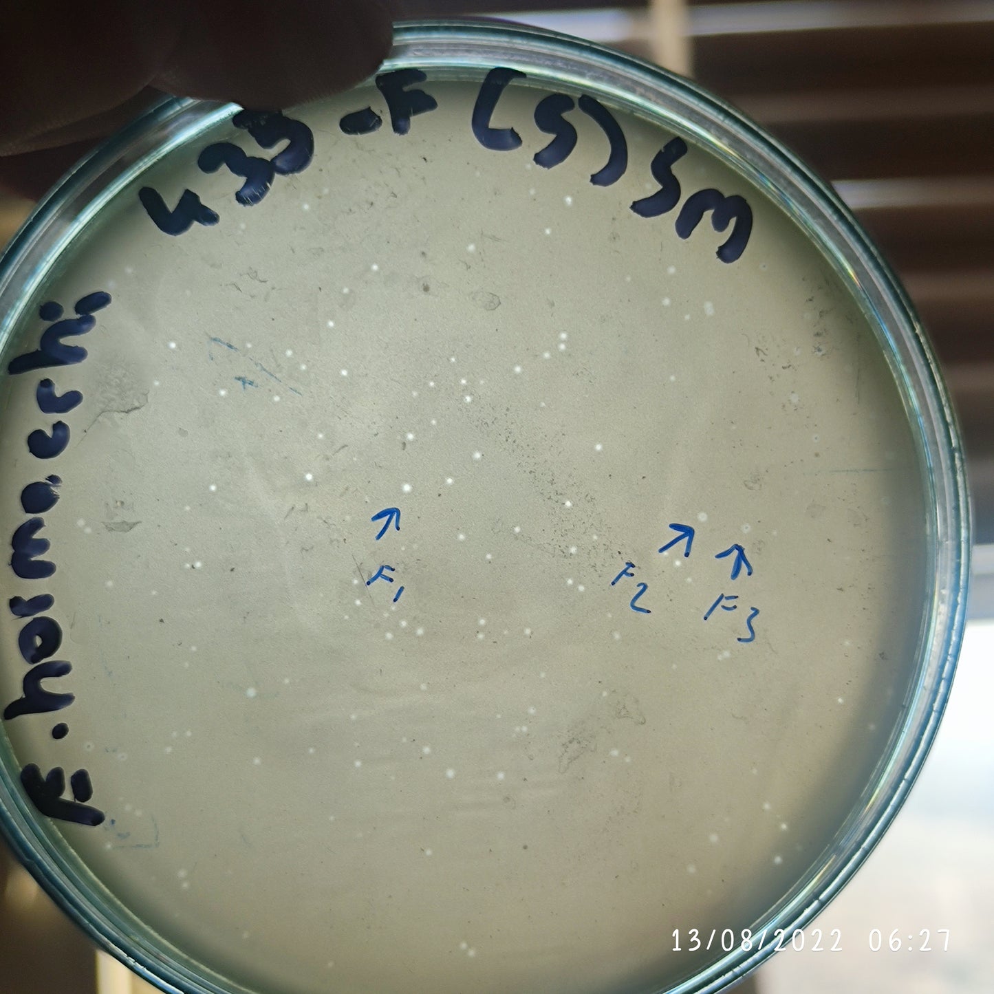 Enterobacter hormaechei bacteriophage 200433F