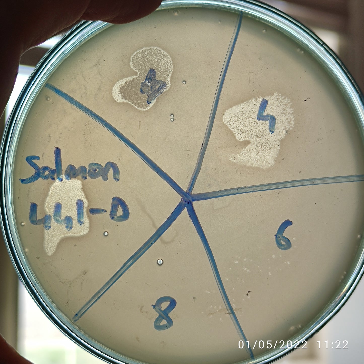 Salmonella bacteriophage 200441D