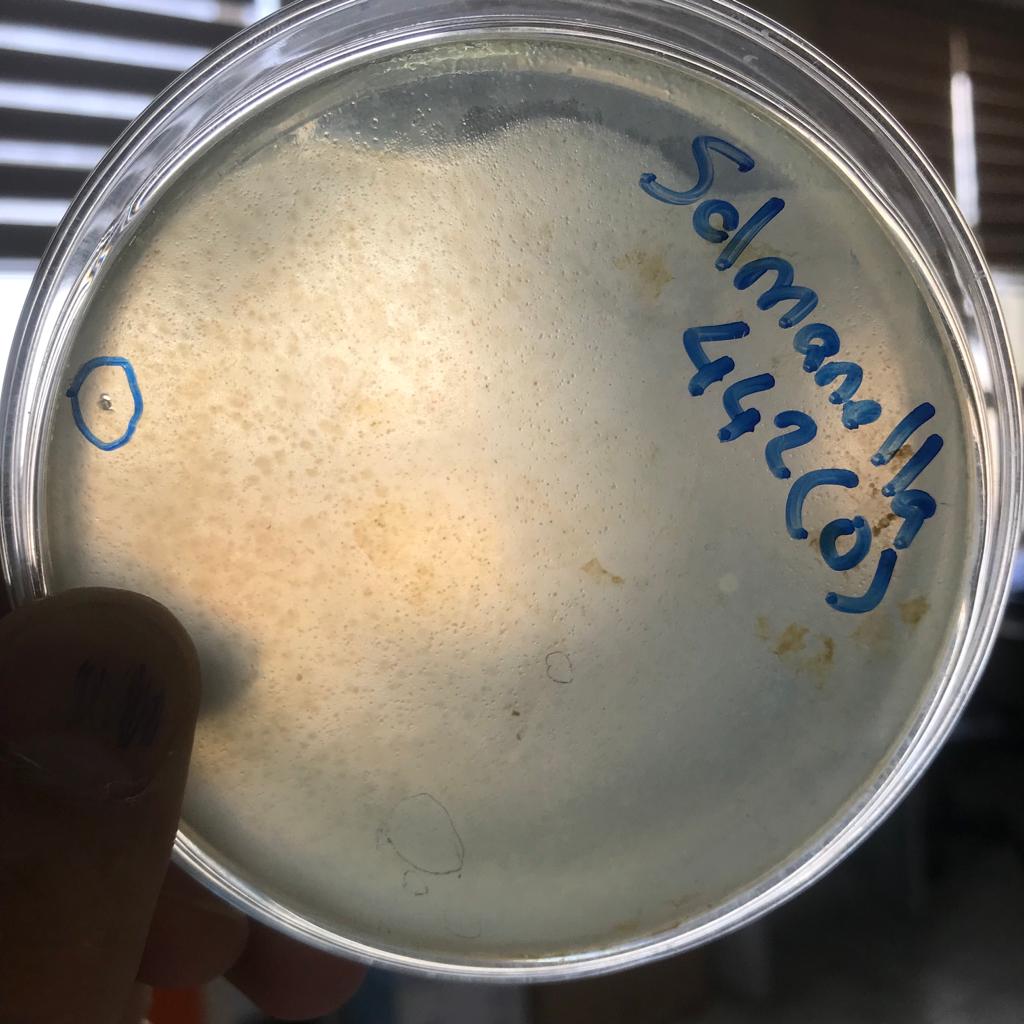 Salmonella bacteriophage 200442D