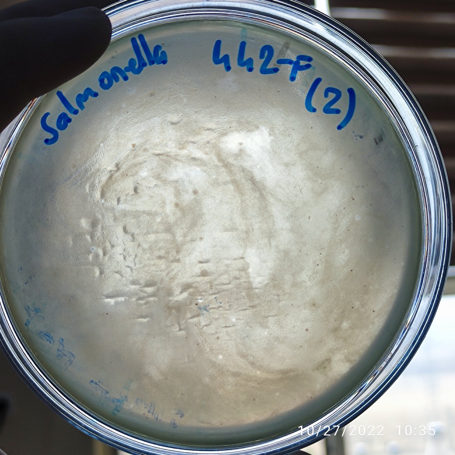 Salmonella bacteriophage 200442F