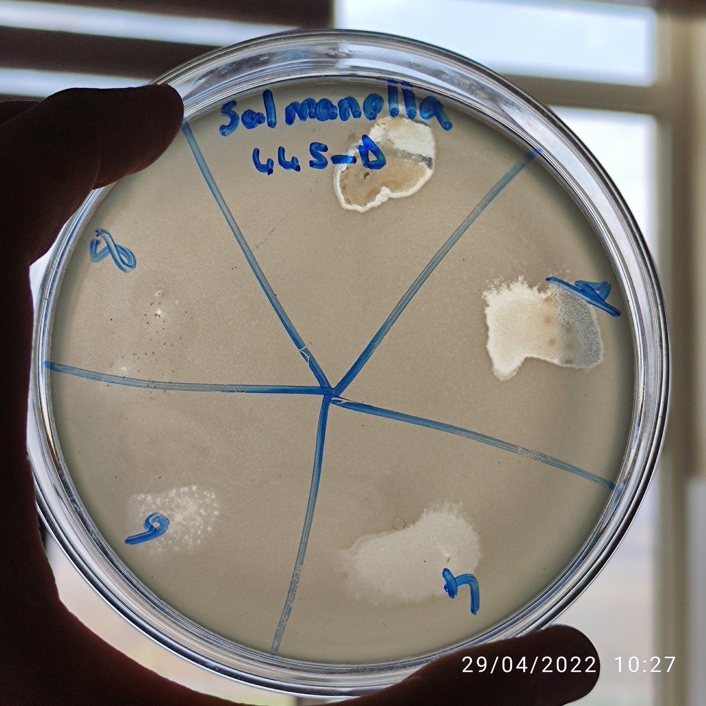 Salmonella bacteriophage 200445D