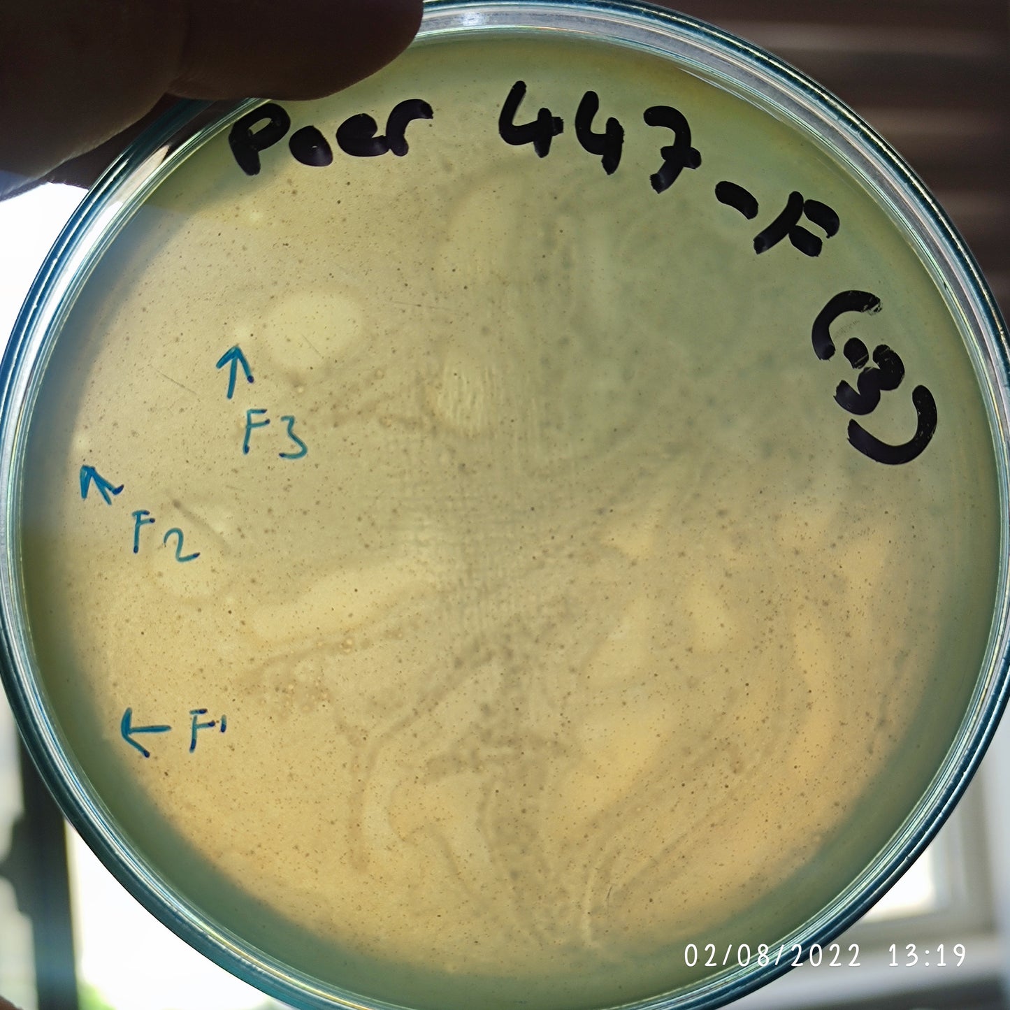 Pseudomonas aeruginosa bacteriophage 130447F