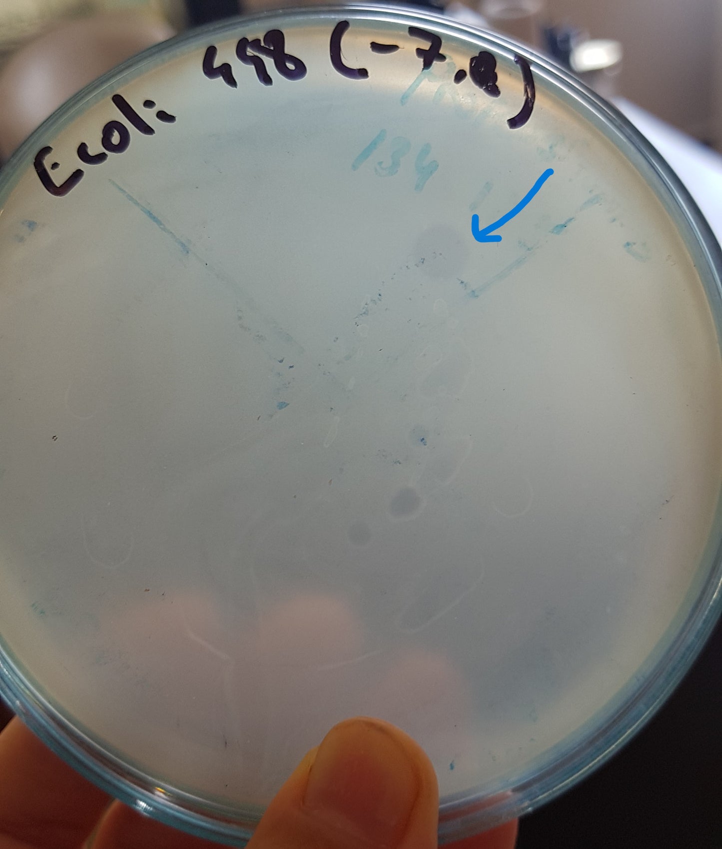 Escherichia coli bacteriophage 100448A