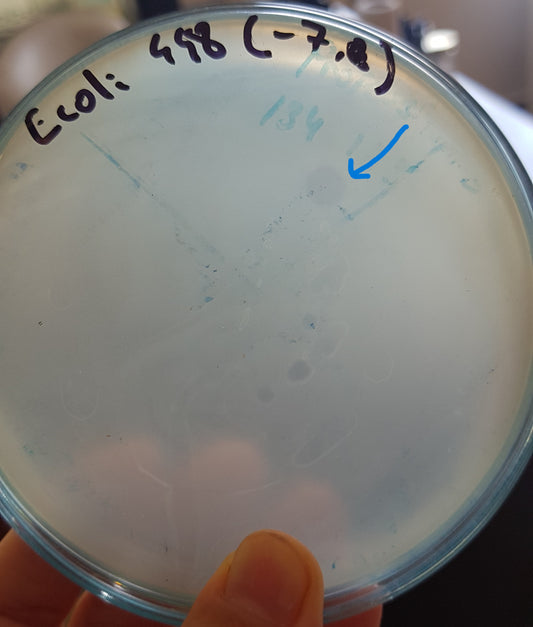 Escherichia coli bacteriophage 100448A