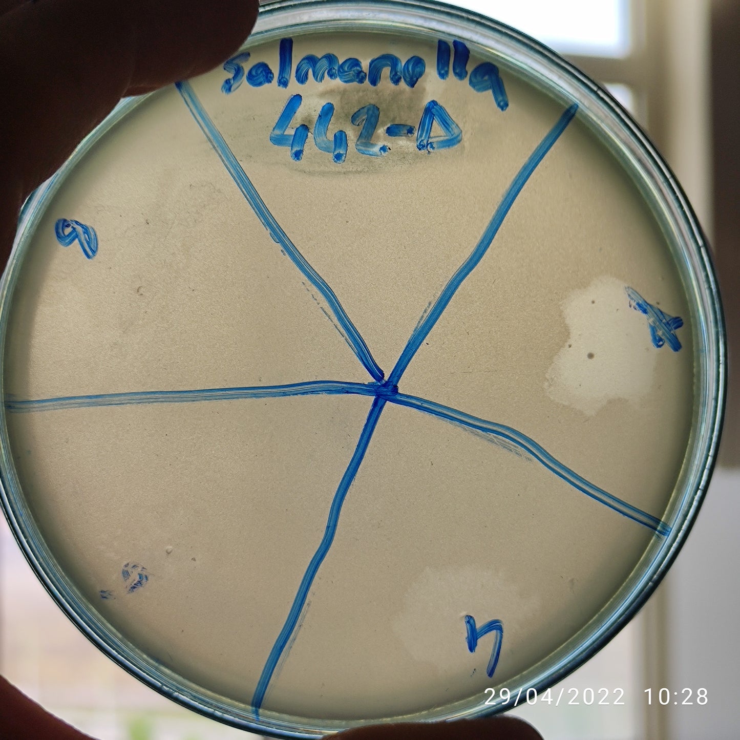 Salmonella bacteriophage 200448D