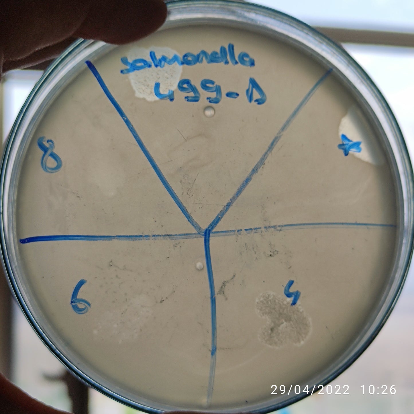 Salmonella bacteriophage 200499D