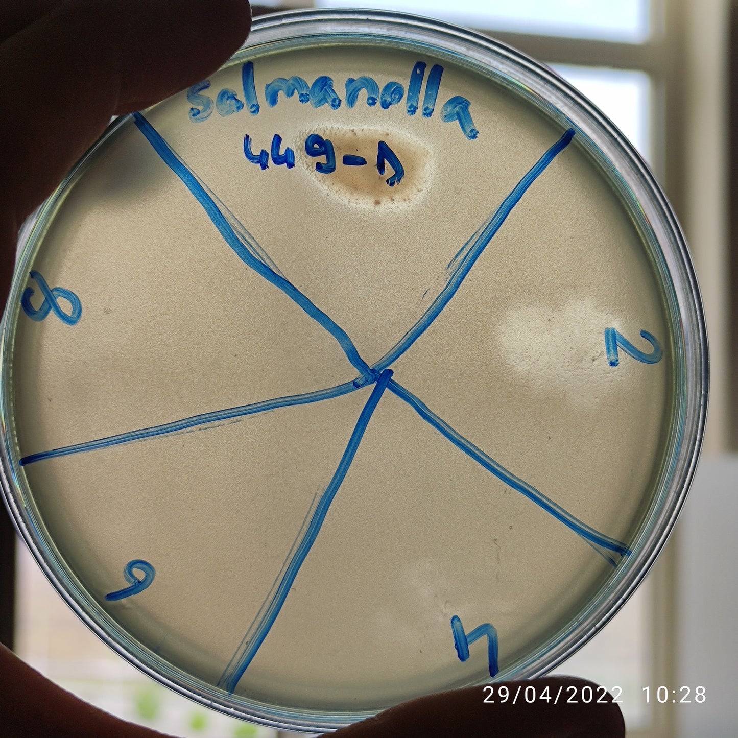 Salmonella bacteriophage 200449D