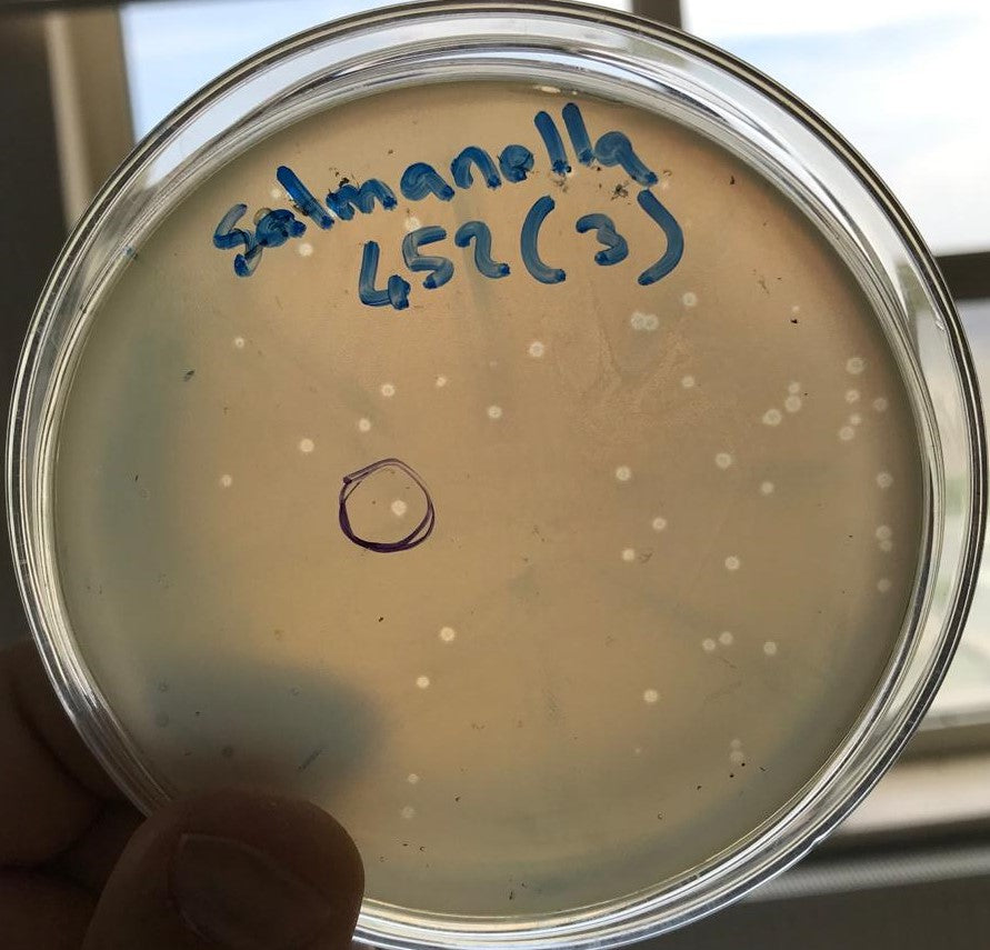 Salmonella bacteriophage 200452D