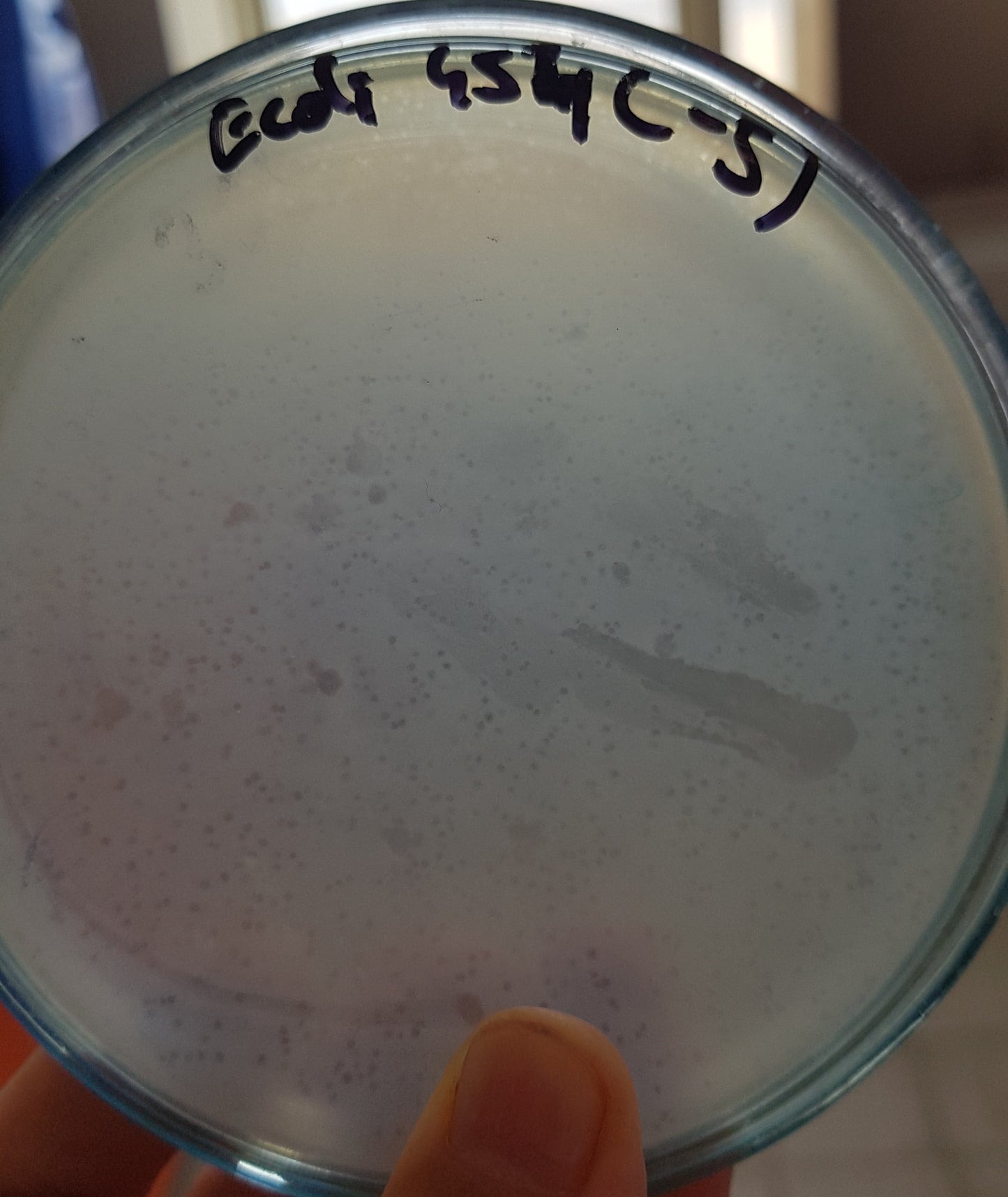 Escherichia coli bacteriophage 100454A