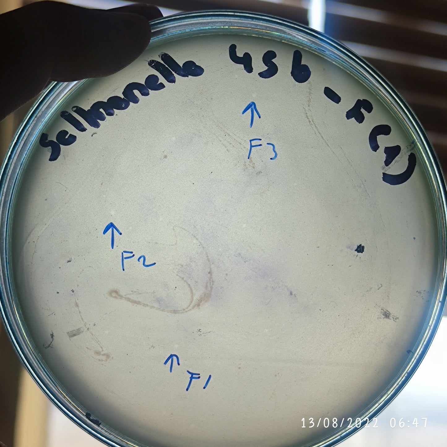 Salmonella bacteriophage 200456F