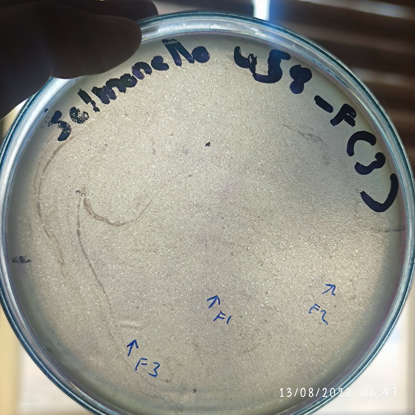 Salmonella bacteriophage 200458F