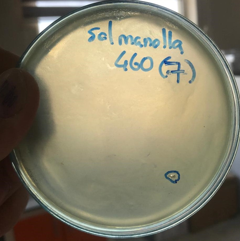 Salmonella bacteriophage 200460D