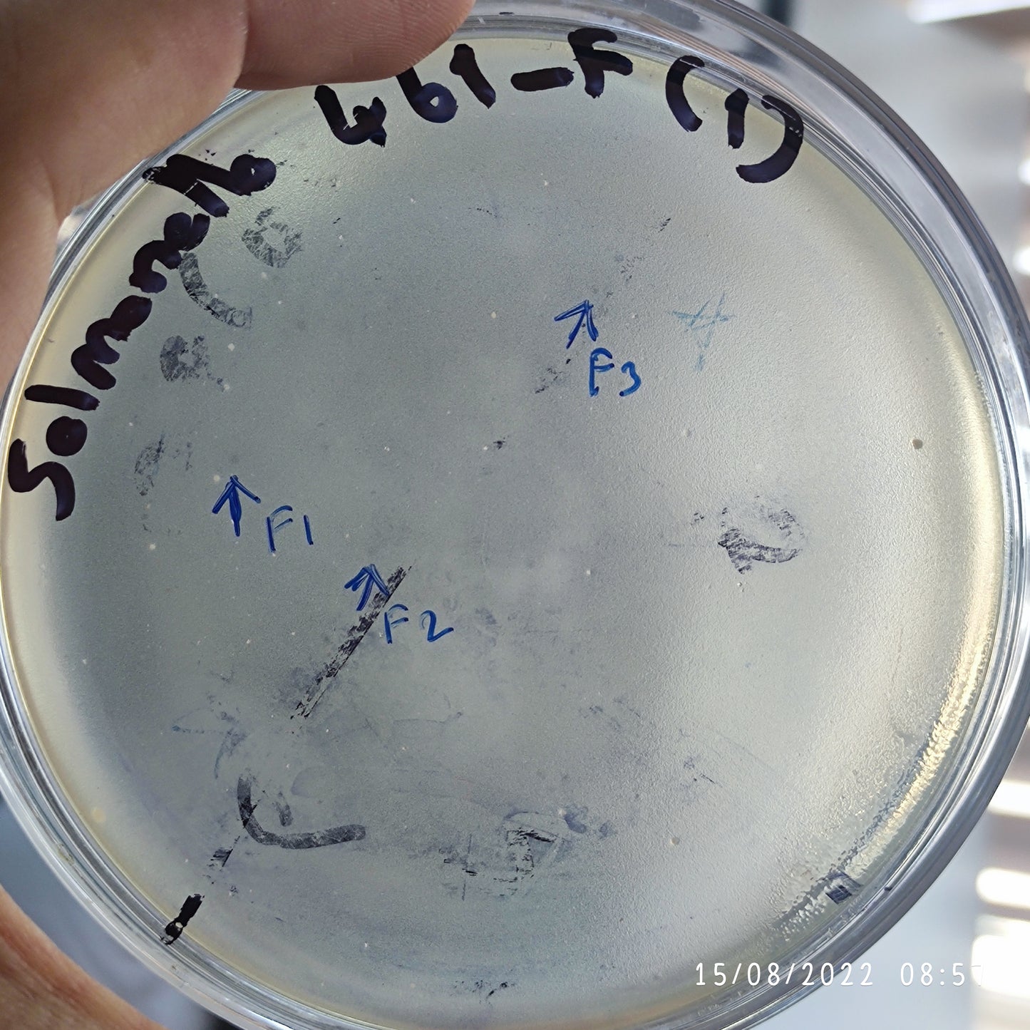 Salmonella bacteriophage 200461F