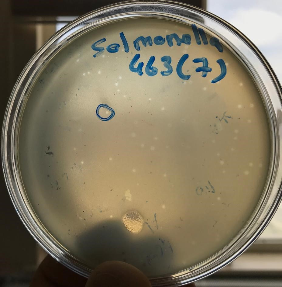 Salmonella bacteriophage 200463D