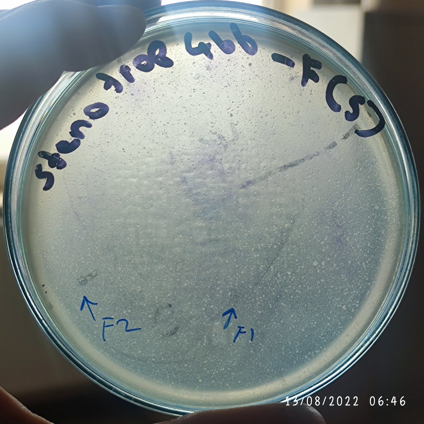 Stenotrophomonas maltophilia bacteriophage 200466F