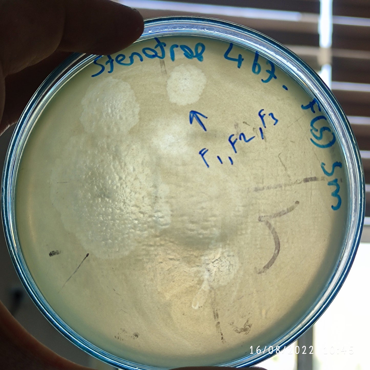 Stenotrophomonas maltophilia bacteriophage 200467F