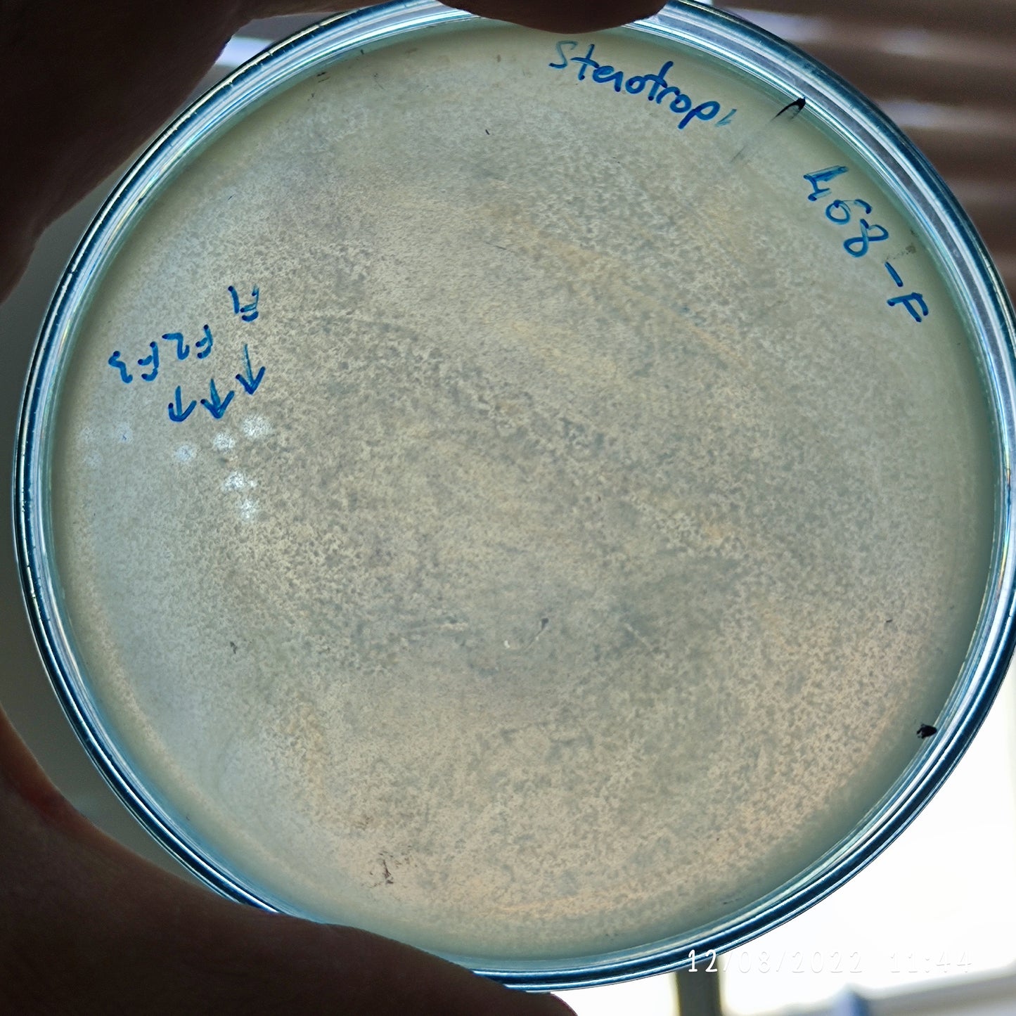 Stenotrophomonas maltophilia bacteriophage 200468F