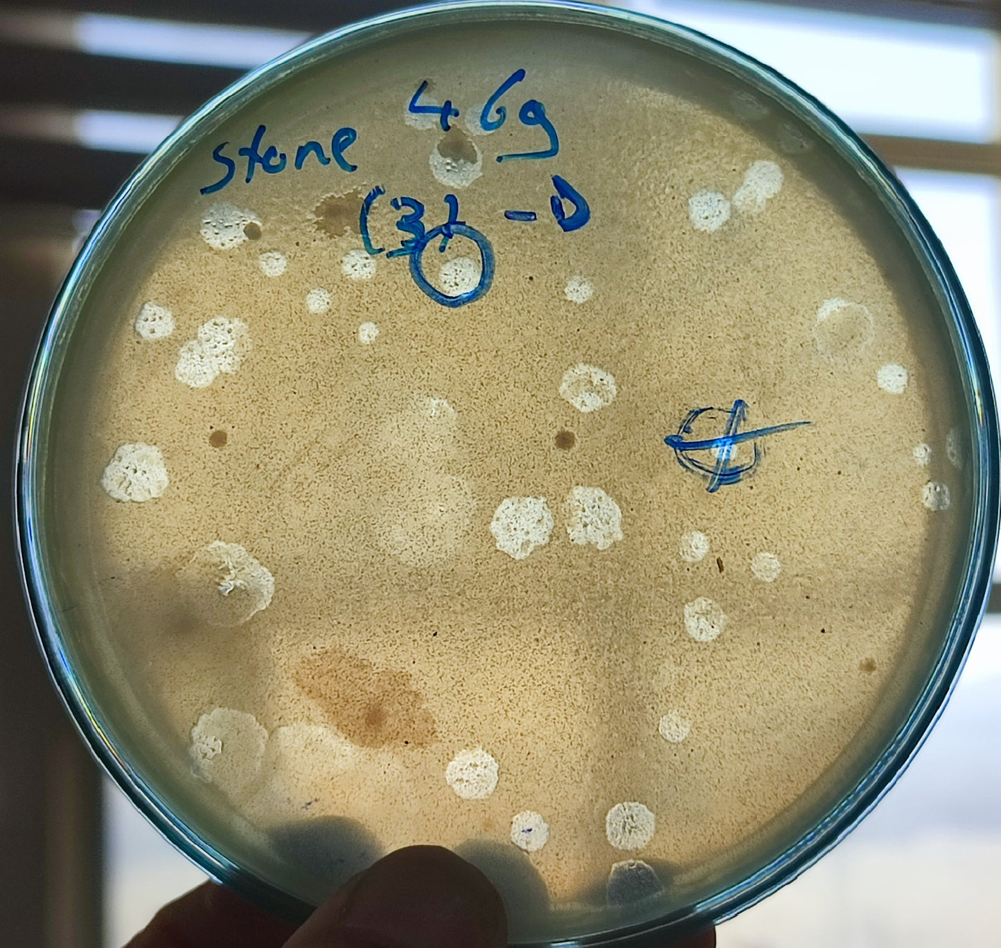 Stenotrophomonas maltophilia bacteriophage 200469D