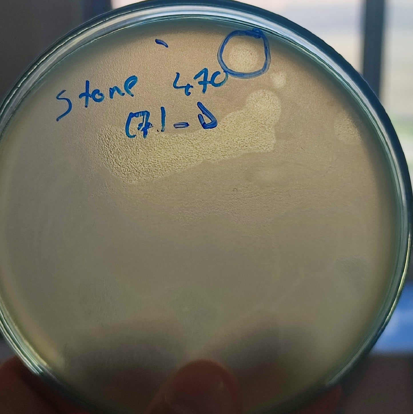 Stenotrophomonas maltophilia bacteriophage 200470D