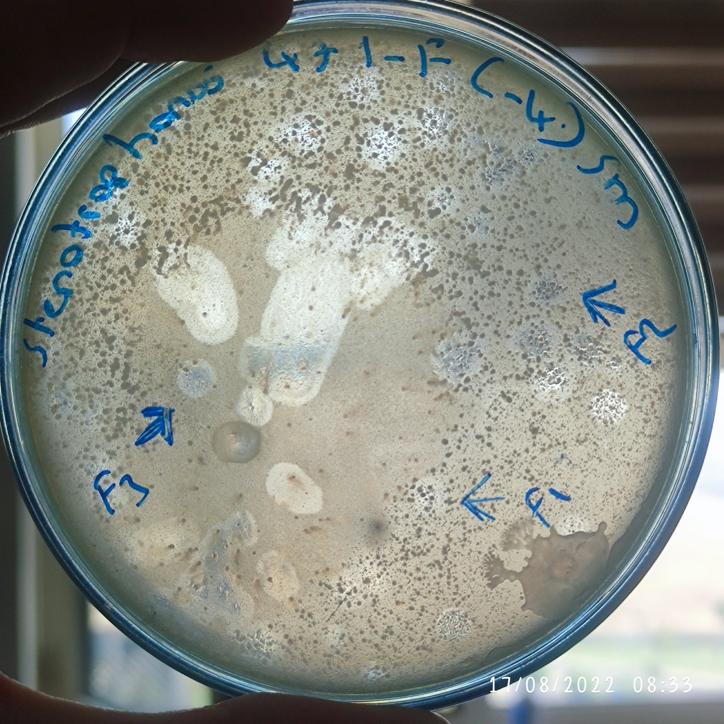 Stenotrophomonas maltophilia bacteriophage 200471F