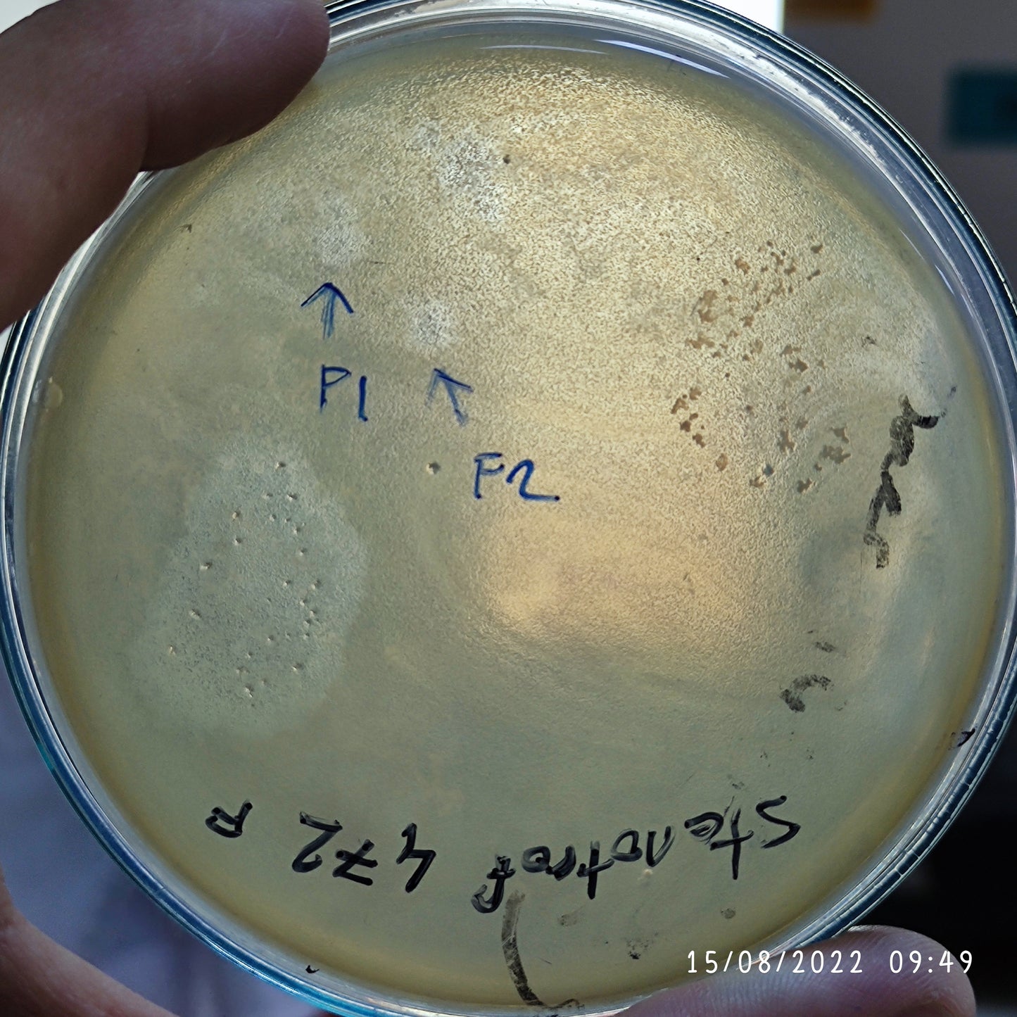 Stenotrophomonas maltophilia bacteriophage 200472F