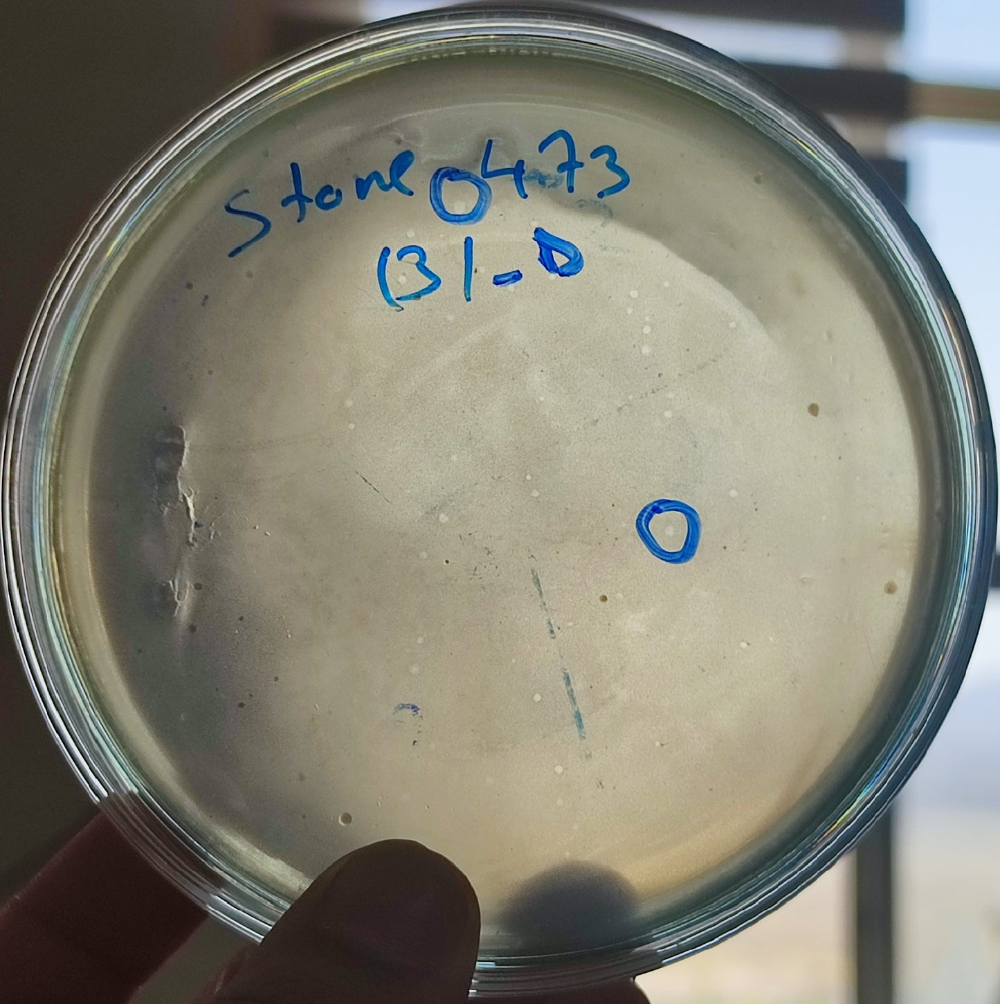 Stenotrophomonas maltophilia bacteriophage 200473D