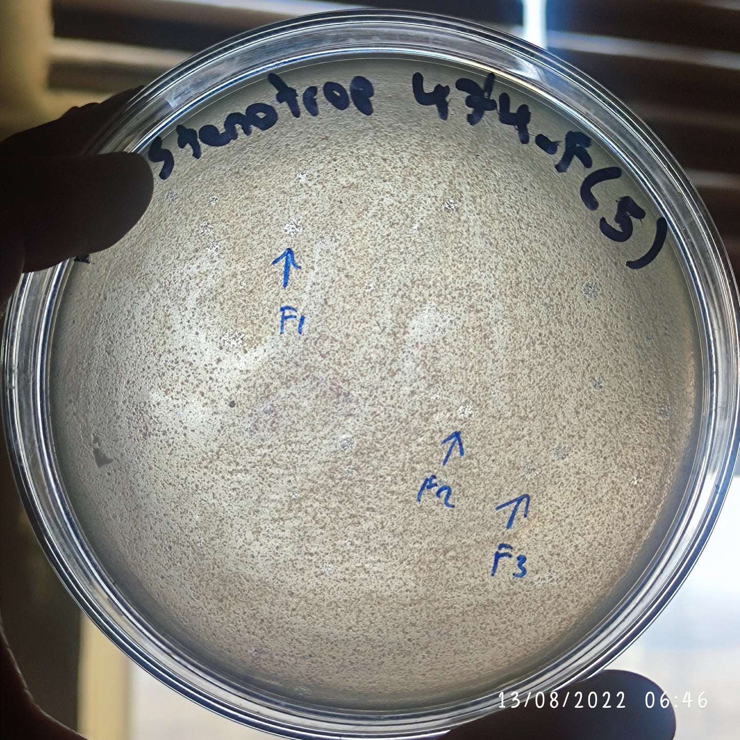 Stenotrophomonas maltophilia bacteriophage 200474F