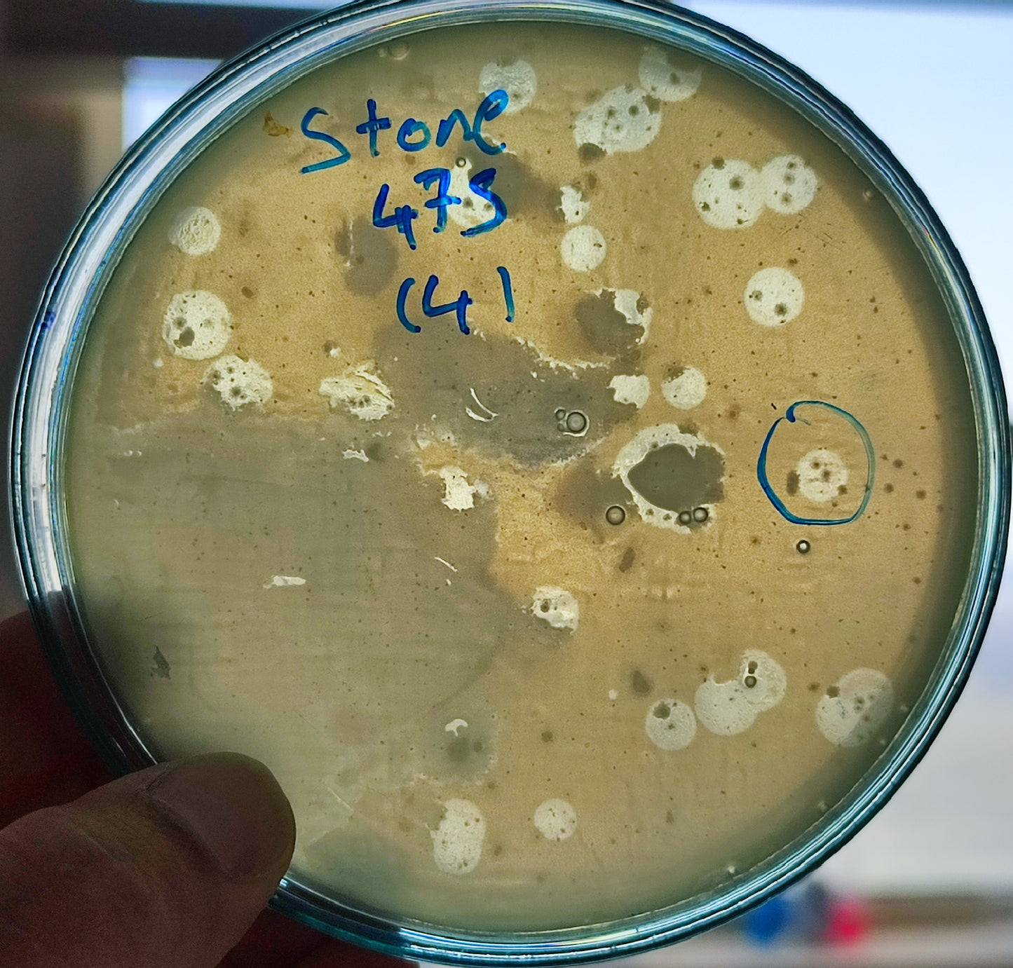 Stenotrophomonas maltophilia bacteriophage 200475D