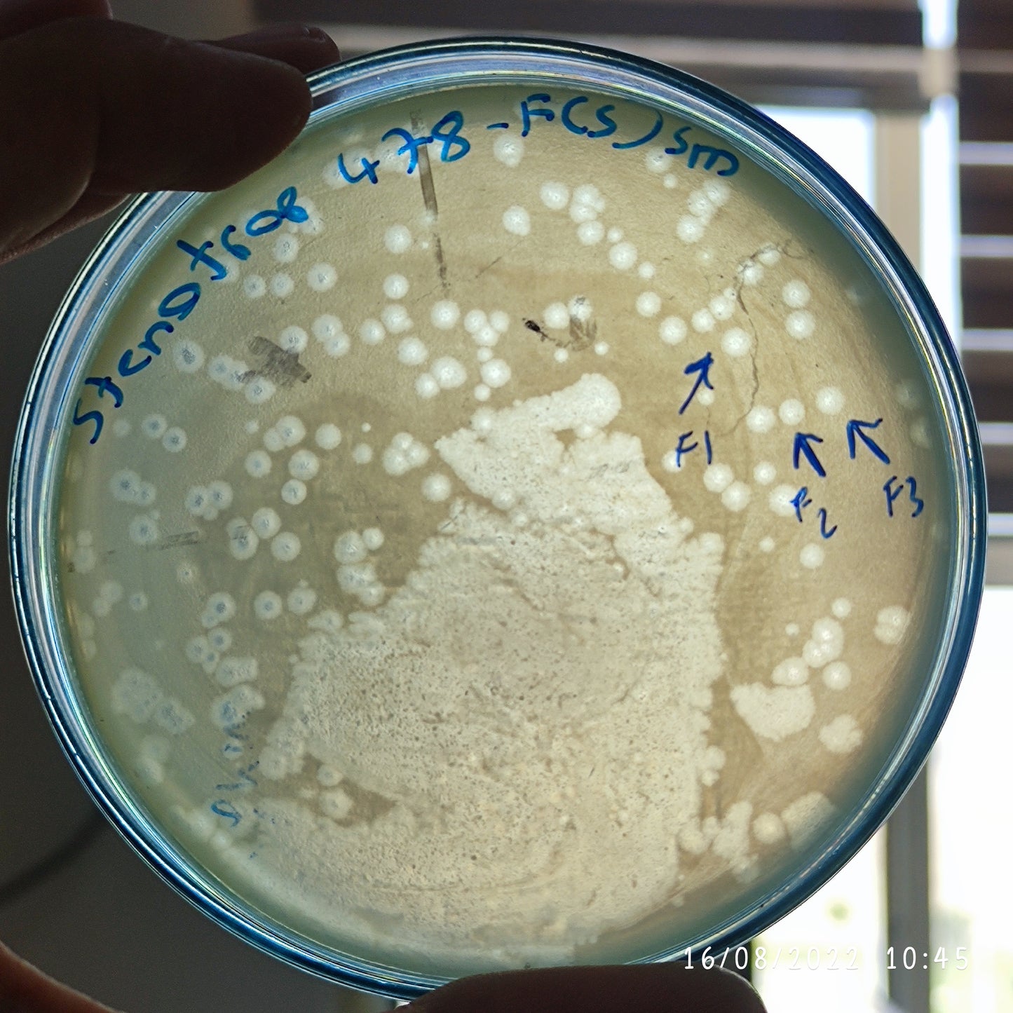 Stenotrophomonas maltophilia bacteriophage 200478F