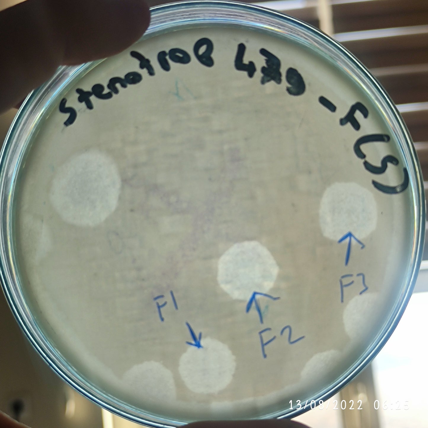Stenotrophomonas maltophilia bacteriophage 200479F