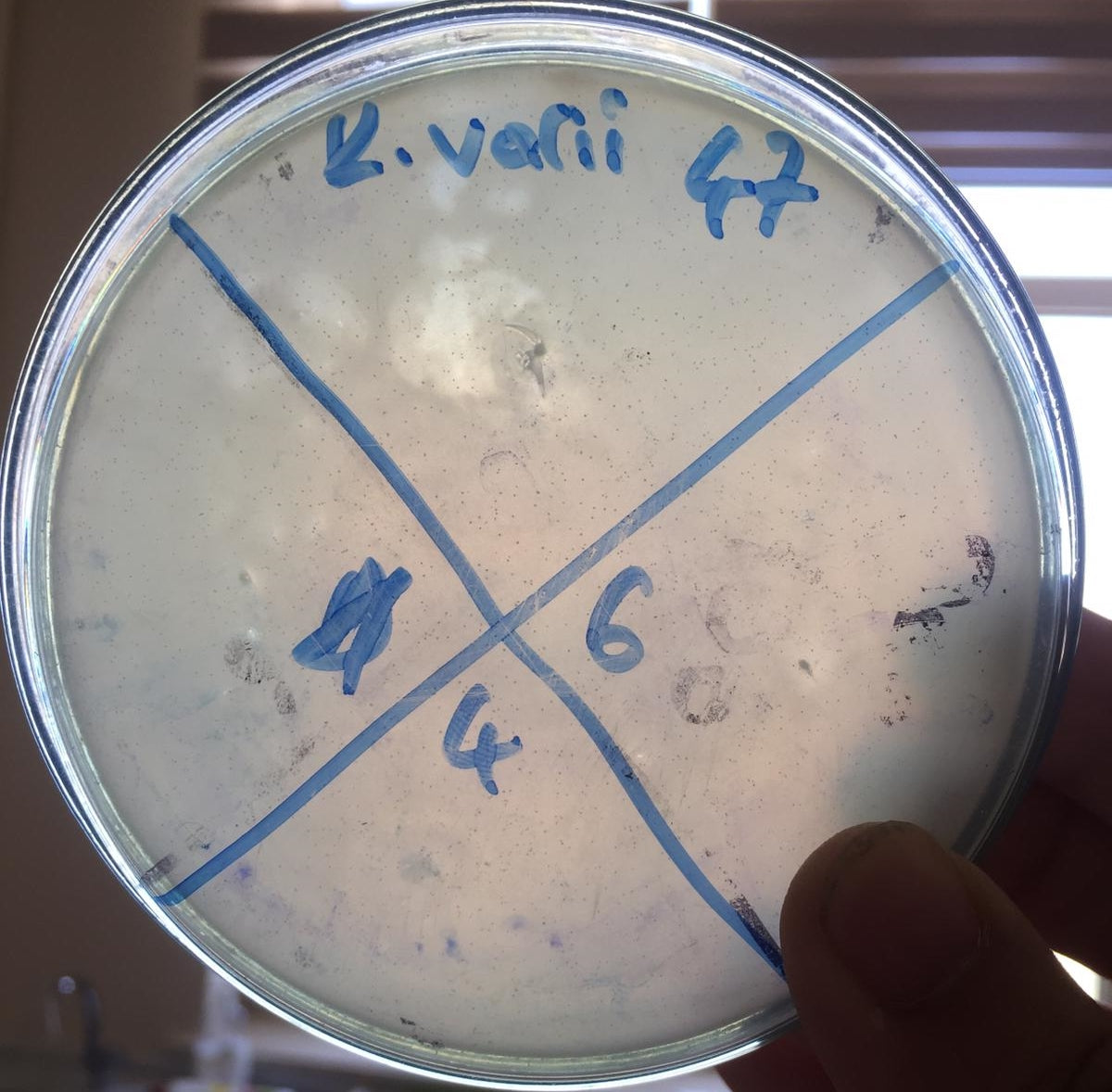Klebsiella variicola bacteriophage 188047A